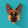 German shepherd